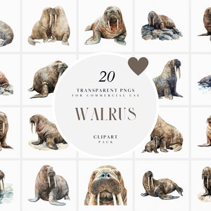 Aquarell Walross Clipart, Clipart Walrosse, Tiere Clipart der Arktis, Meeressäugetiere, Leben im Meer, Nordpol, Transparente PNG, kommerzielle Nutzung