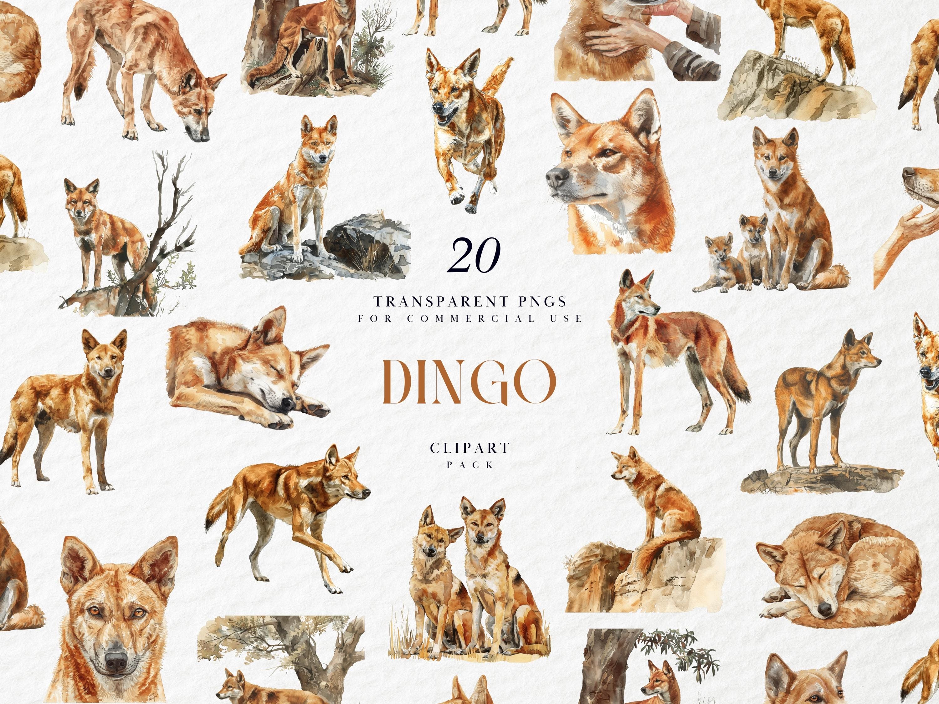 Dingo Border Watercolor Dingo Dog Clipart, Dingos Cute Puppy Pup Dingo, Family Home ...