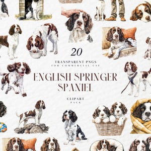 Aquarell Englisch Springer Spaniel Clipart, Realistische Hunderasse Illustration, Haustier Liebhaber Geschenk Grafik, Transparente PNG, kommerzielle Nutzung