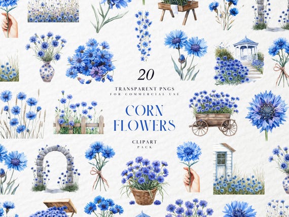 Watercolor Corn Flowers Clipart, Blue Rustic Bloom, Cottagecore Botanical Element, Summer Wedding Floral, Transparent PNG, Commercial Use