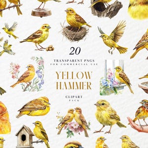 Clipart marteau jaune aquarelle, illustration de Bruant européen, oiseau chanteur des bois sauvages, volière Nature, PNG Transparent, usage Commercial