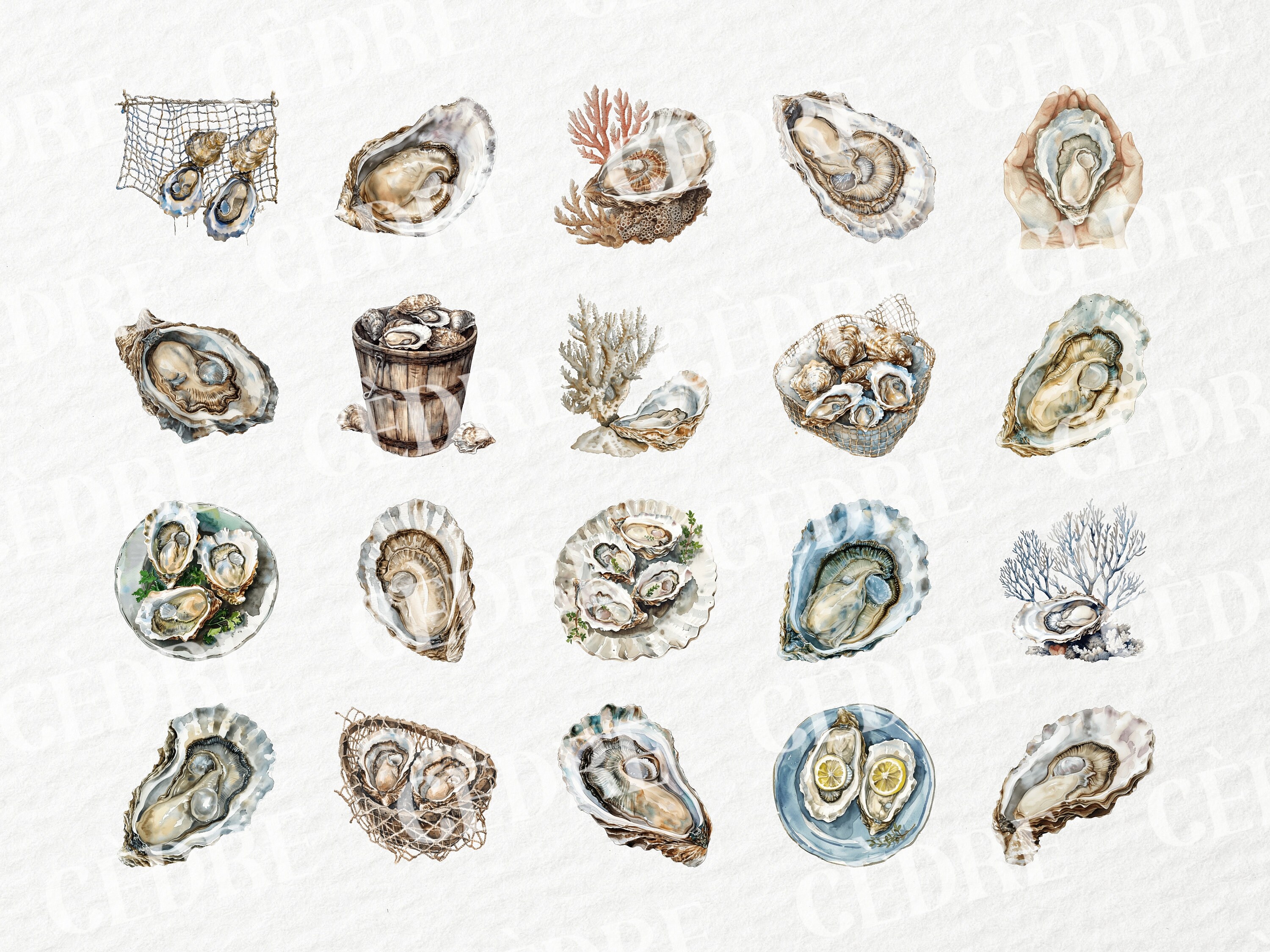 Watercolor Oyster Clipart, Mollusk Oysters Clipart, Pearl Seashell ...