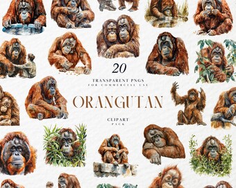 Imágenes prediseñadas de orangután en acuarela, grandes simios, mamíferos, Pongo, animales salvajes de la selva tropical, gráficos PNG transparentes, uso comercial