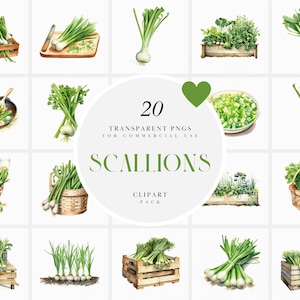 Clipart de cebolinha em aquarela, clipart de planta de cebolinha verde, clipart de vegetais de jardim, comida saudável, gráficos PNG transparentes, uso comercial