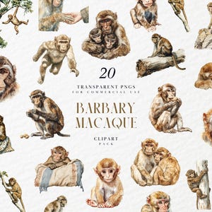 Clipart de macaco-de-gibraltar em aquarela, macacos, primatas, animais de zoológico, macacos, vida selvagem africana, safári, gráfico PNG transparente, uso comercial