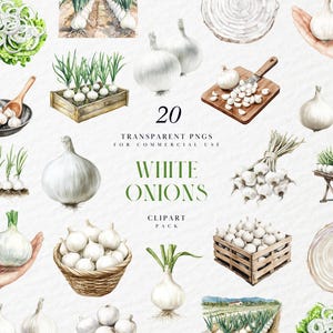 Watercolor White Onions Clipart, White Onion Clipart, Fresh Veggies Clipart, Garden Onions Clipart, Transparent PNG Graphics, Commercial Use