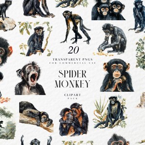 Könnte beinhalten: Eine Sammlung von 20 transparenten PNG-Bildern von Klammeraffen in verschiedenen Posen. Die Illustrationen sind im Aquarellstil gehalten und zeigen Affen in Schwarz-, Braun- und Orangetönen. Der Text lautet "Spider Monkey Clipart Pack".