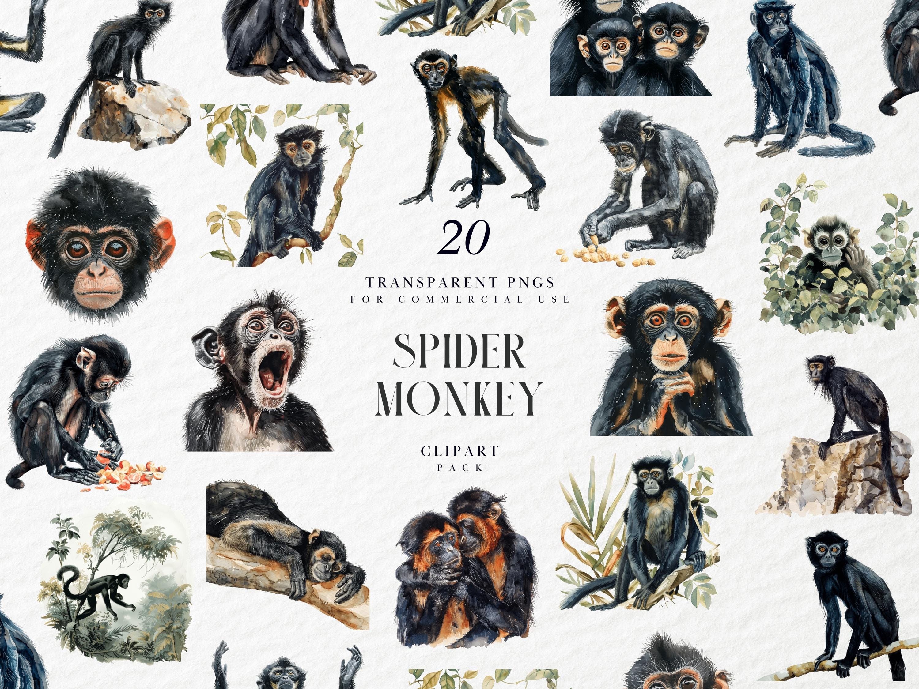 Watercolor Spider Monkey Clipart, Black Monkey, Central South