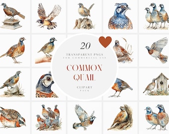 Watercolor Common Quail Clipart, Quail Bird Clipart, Baby Quail, Farm Animals, Hunting, Bobwhite, Transparent PNG Graphics, Commercial Use