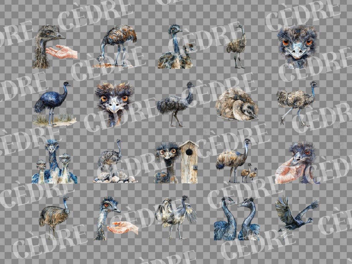 Emu Graphics Watercolor Emu Clipart, Emus Clipart, Realistic Flightless Birds, Baby ...