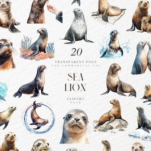 Clipart otarie aquarelle, animal océan ludique, créature sous-marine, art de la faune marine côtière, graphique PNG transparent, usage Commercial