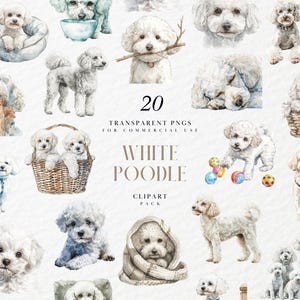Clipart caniche blanc aquarelle, Illustration de race de chien duveteux, Art élégant pour animaux de compagnie pour les amoureux des chiens, graphiques PNG transparents, usage Commercial
