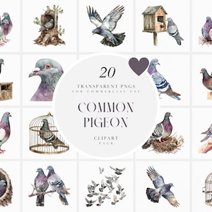Clipart de pombo comum aquarela, clipart de pombos comuns voadores, clipart de pássaro pombo, clipart de pombo cinza, PNG transparente, uso comercial