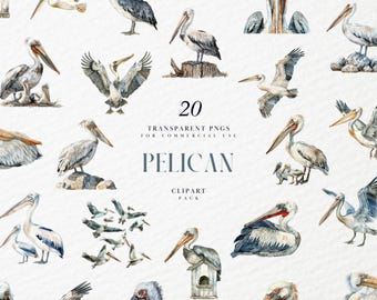 Watercolor Pelican Clipart, Water Bird Clipart, Flying Birds, Water Bird, Sea, Ocean, Coastal Beach, Transparent PNG Graphic, Commercial Use