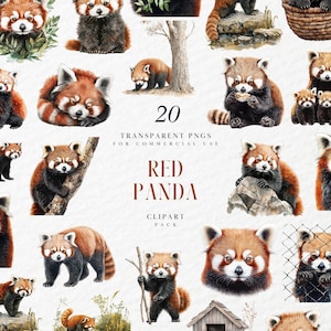 Clipart de panda vermelho em aquarela, filhote fofo de animal da floresta, vida selvagem, decoração de berçário, ilustração da selva, gráfico PNG transparente, uso comercial