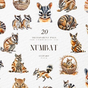 Watercolor Realistic Numbat Clipart, Numbats, Australian Fauna, Wildlife, Cute Forest Animals, Transparent PNG Graphics, Commercial Use