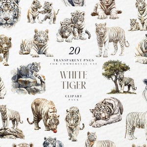 May include: A set of 20 watercolor illustrations of white tigers in various poses. The illustrations are on a white background and include a variety of poses, including tigers walking, sitting, and lying down. The illustrations are perfect for use in digital scrapbooking, card making, and other creative projects.