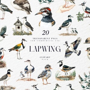 Aquarel kievit vogel clipart, vliegende vogels, zingen, vogels kijken, vogelliefhebbers, zwart wit, transparante PNG-graphics, commercieel gebruik