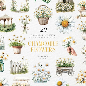 Clipart de flores de camomila aquarela, margarida de camomila, flor de chá de ervas, buquê floral, primavera verão, PNG transparente, uso comercial