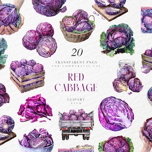 Aquarelle clipart chou rouge, clipart chou violet, clipart végétarien, clipart de légumes frais sains, PNG Transparent, usage Commercial