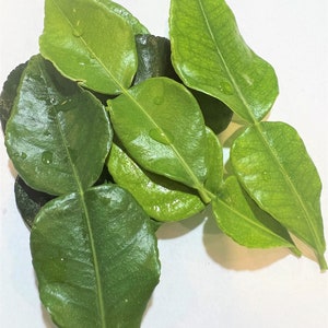 kaffir lime leaves