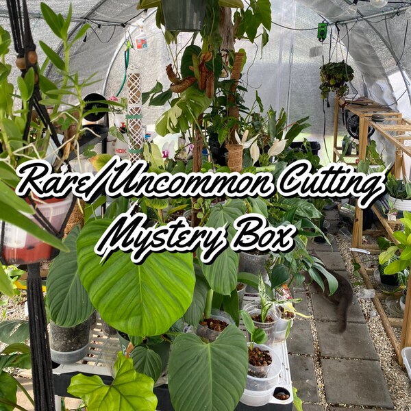 Uncommon/Rare Cuttings Mystery Box