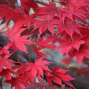 May include: Close-up of vibrant red maple leaves. The leaves have a delicate, multi-lobed shape and a rich, saturated color. The image captures the beauty of nature, showcasing the intricate details of the foliage. The leaves are in various stages of growth.
