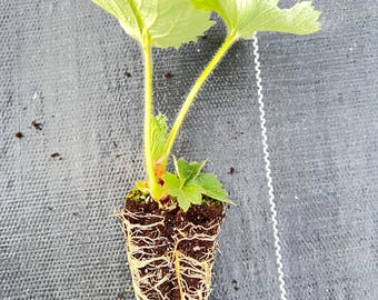 strawberryページ 2/18 発売予定！adidas Originals ZX 8000 “Strawberry Latte