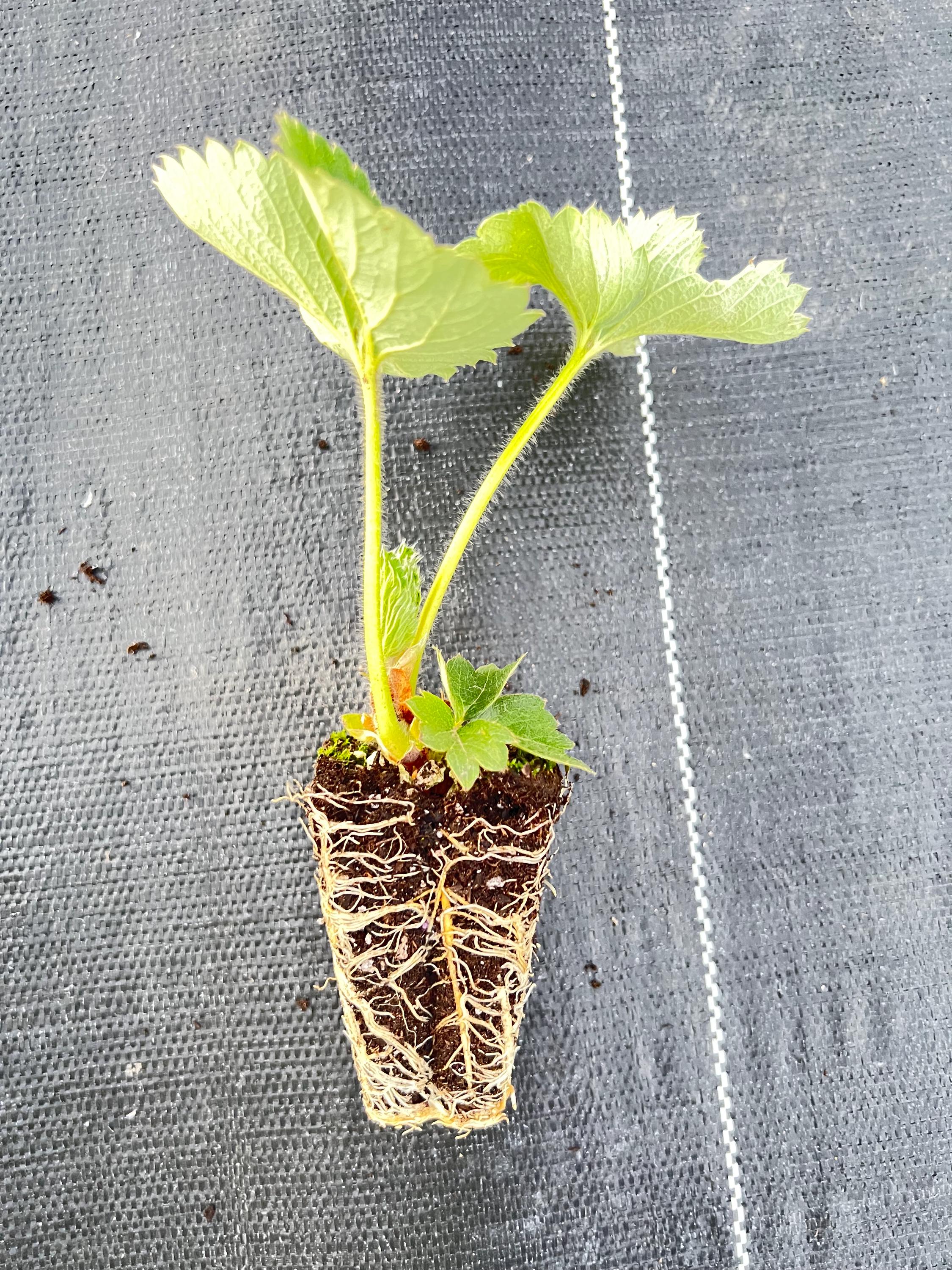 Japanese Angel's Strawberry, White Strawberry, 6 Bare Root Plants