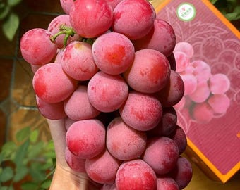 Authentic Japanese Sunshine Muscat Grape Fruit, Hardy Live Plant