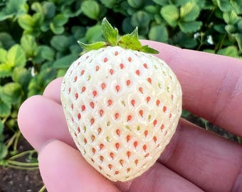 strawberryページ 2/18 発売予定！adidas Originals ZX 8000 “Strawberry Latte