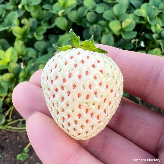 Japanese Angel's Strawberry, White Strawberry, 6 Bare Root Plants
