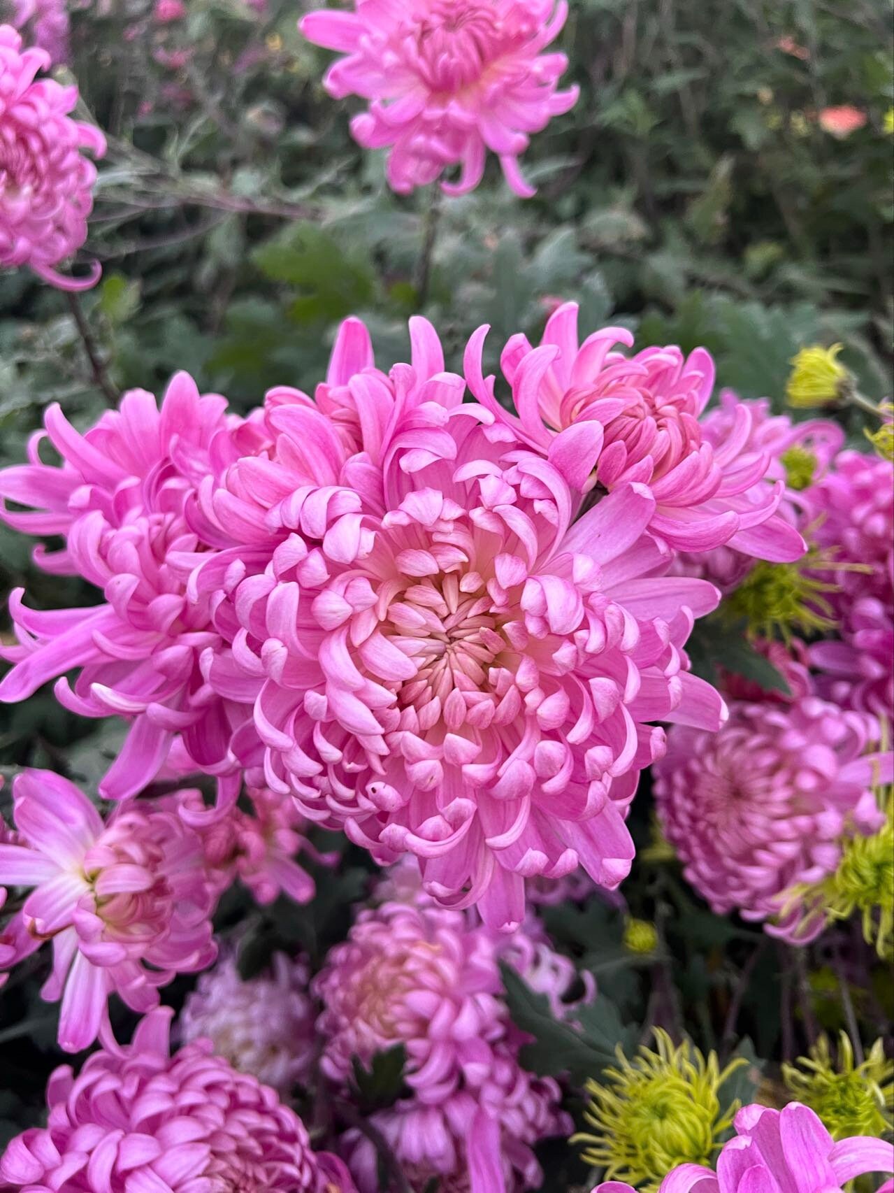 Buy 2-pack Pink Queen Mum Plant,perennial. Chrysanthemum,粉国华