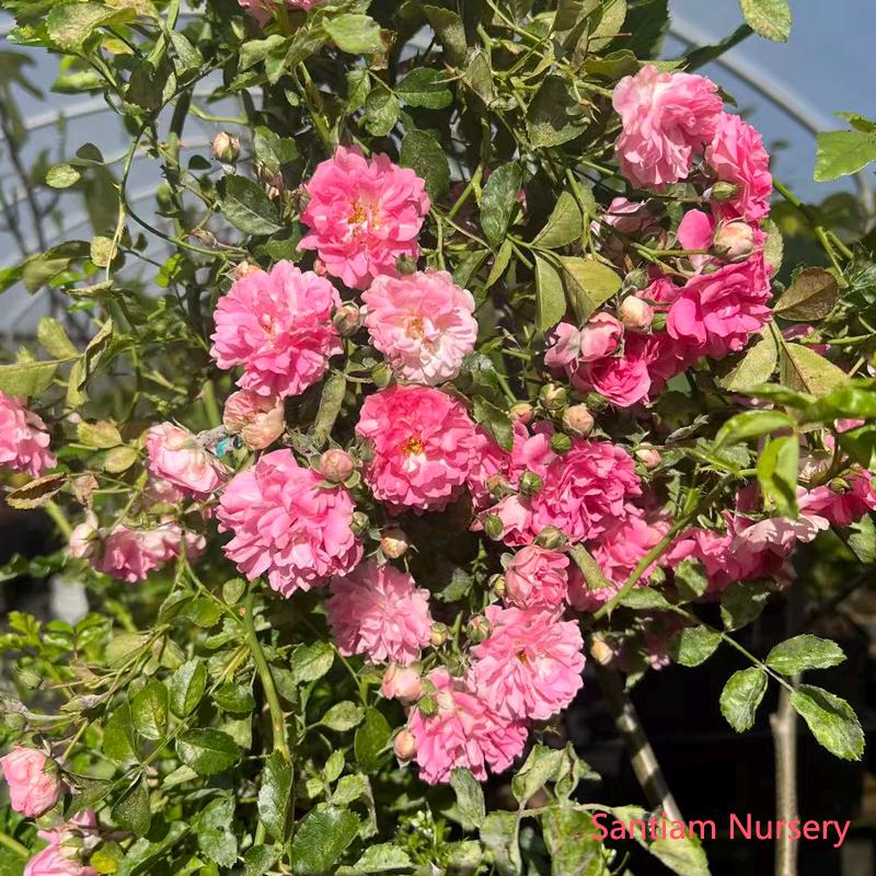 Seven Sisters Rose – Heirloom Pink Rambler, Climbing Rose, Live