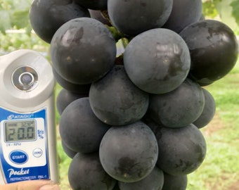 May include: A bunch of dark purple grapes hanging from a vine. A handheld refractometer reads 20.0 Brix.