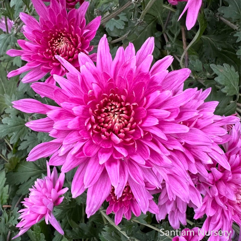 May include: Close-up of vibrant pink chrysanthemum flowers in full bloom. The petals are layered, creating a full, rounded shape with a darker center. Green foliage provides a backdrop. The image is from Santiam Nursery.