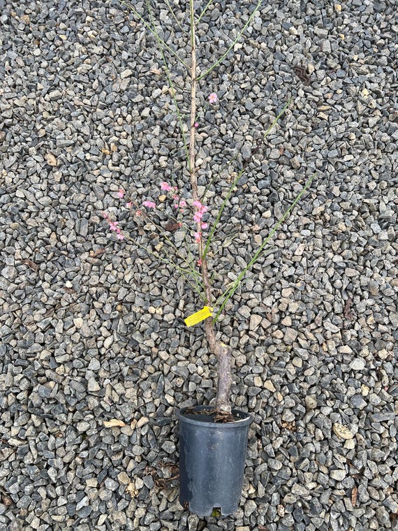 Peggy Clarke Japanese Flowering Apricot Tree,3/8