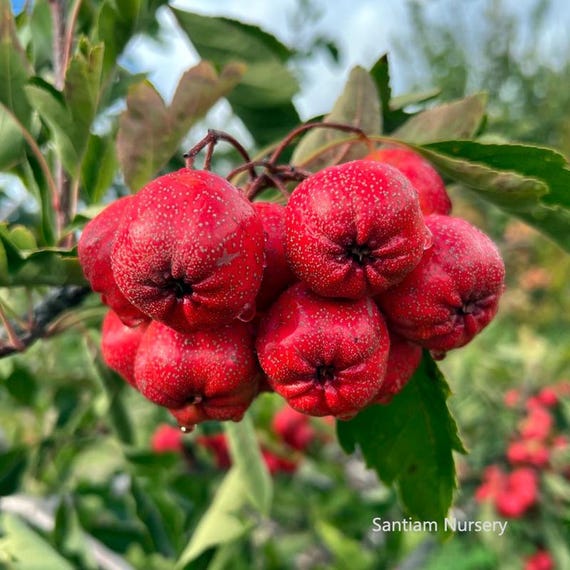 Giant Red Orange Chinese Hawthorn Tree, Bare Root. 金桔红山楂