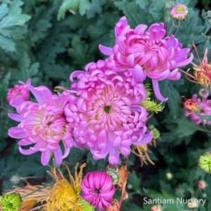 May include: Close-up of pink chrysanthemum flowers in bloom. The flowers have a delicate, layered appearance and are surrounded by green foliage.