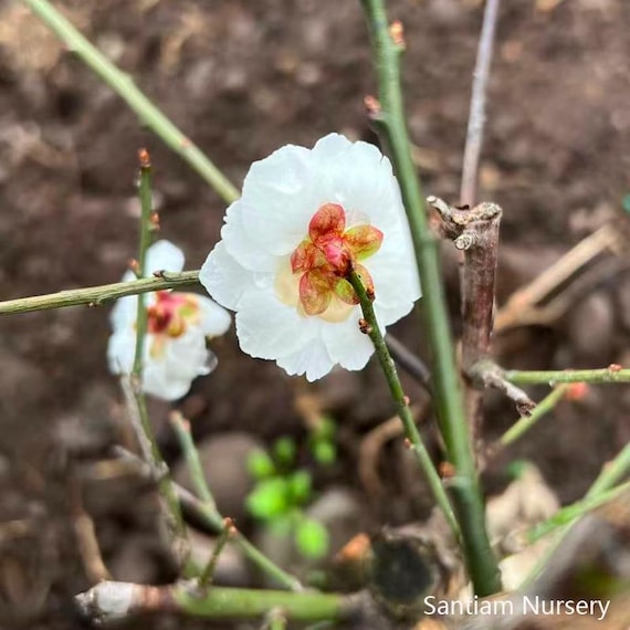 Yudie Ume, White Double-petal Flowering Apricot,jade Butterfly, 玉