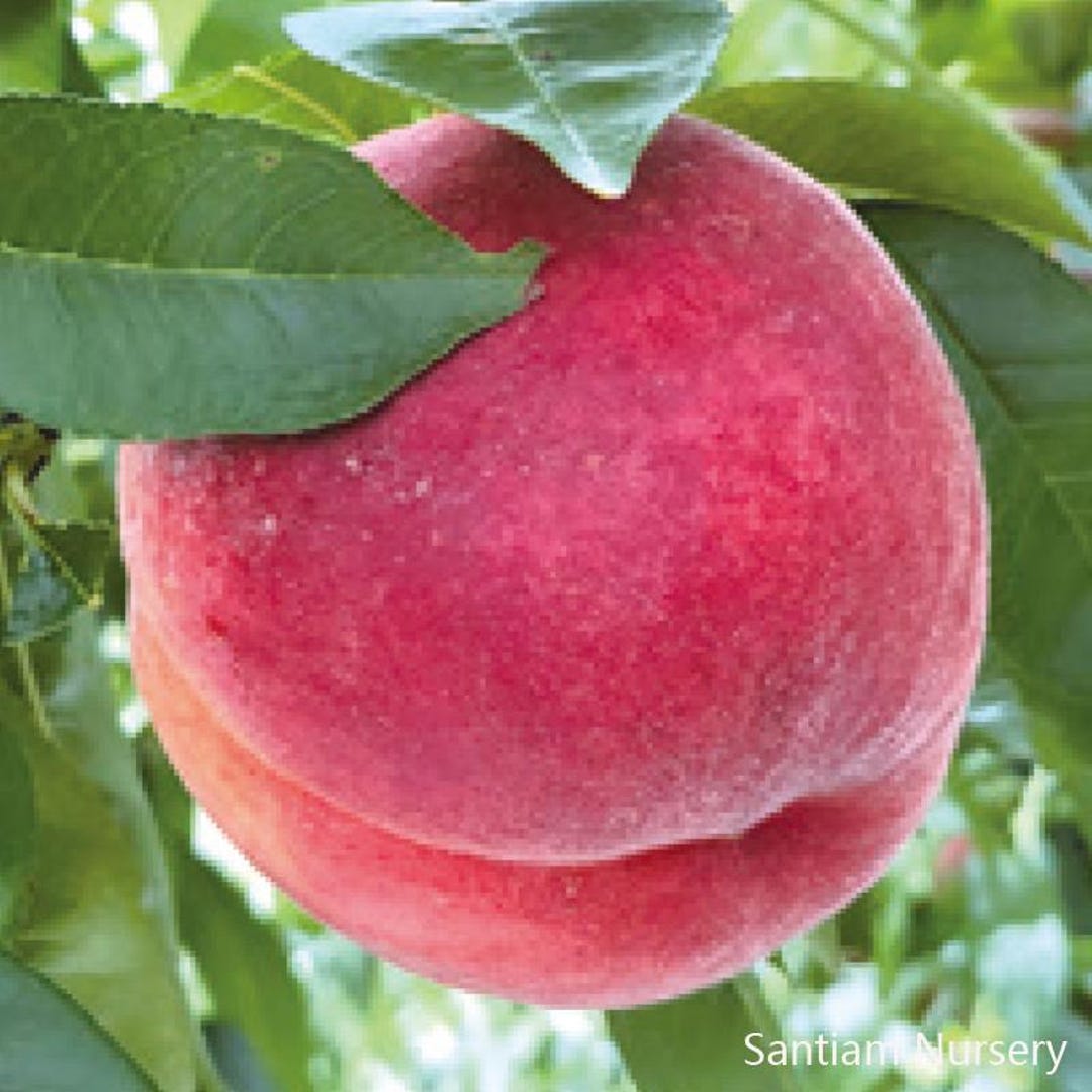 Yes,IamTzuyu Peach ver. ツウィ Japanese Tousui Peach Tree, 桃水とうすい - Etsy