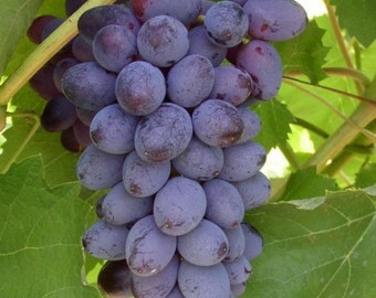 5pcs Jupiter Seedless Muscat Table grape cuttings 无核玫瑰香 无籽麝香葡萄 US Seller