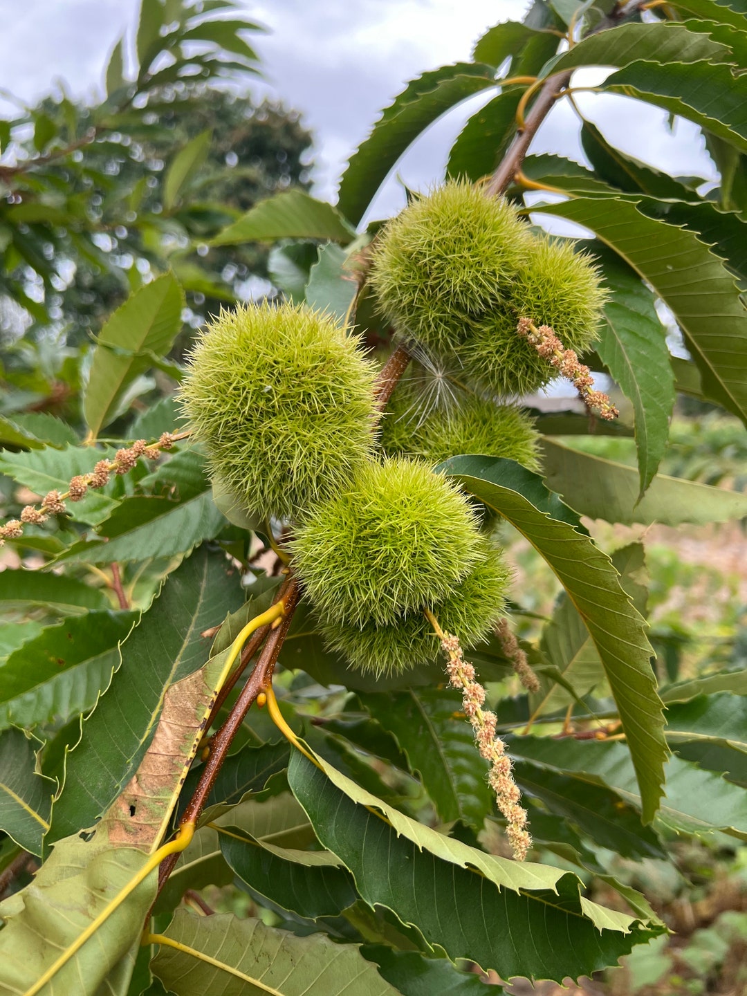 Chinese Chestnut Tree, Potted, 中华板栗树苗,甘栗 - Etsy