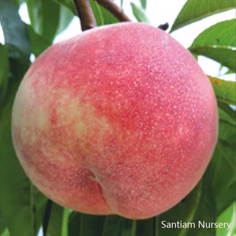Japanese Tousui Peach Tree, 桃水とうすい - Etsy