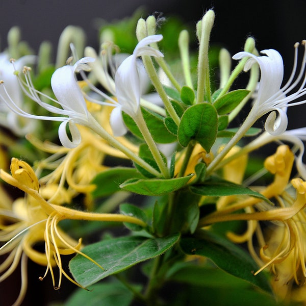 Japanese honeysuckle plants with roots , herb, perfect for bosai 忍冬、金银花苗