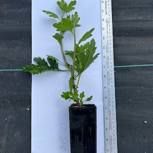 May include: A young green plant with multiple leaves and stems, planted in a black rectangular pot. A ruler with inch measurements is placed next to the plant, showing its height. The plant is on a white surface.