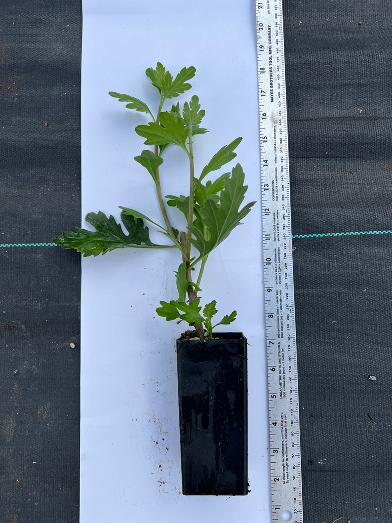 May include: A young green plant with multiple leaves and stems, planted in a black rectangular pot. A ruler with inch measurements is placed next to the plant, showing its height. The plant is on a white surface.