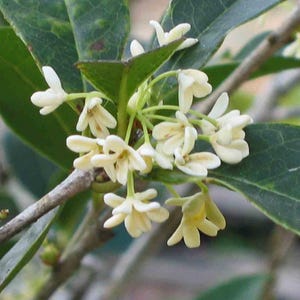 Sweet Osmanthus fragrans &#39;Semperflorens&#39; tree,Fragnant Tea Olive, one gallon, 四季桂，四季木犀の花 ,year-round blooming
