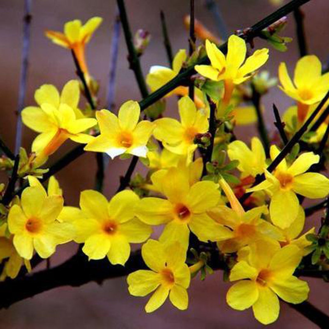 Winter Jasmin  Bonsai,       - Etsy.de