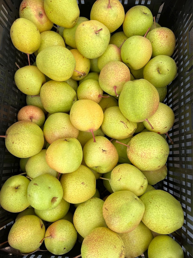 Emerald Crisp Asian Pear Tree, Bare Root，early Variety, Sweet and ...